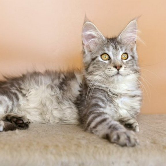Maine Coon Alva Virginia