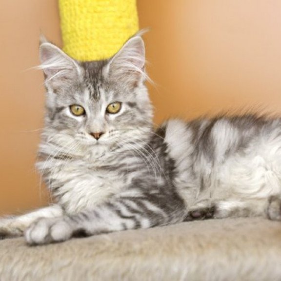 Maine Coon Alva Virginia