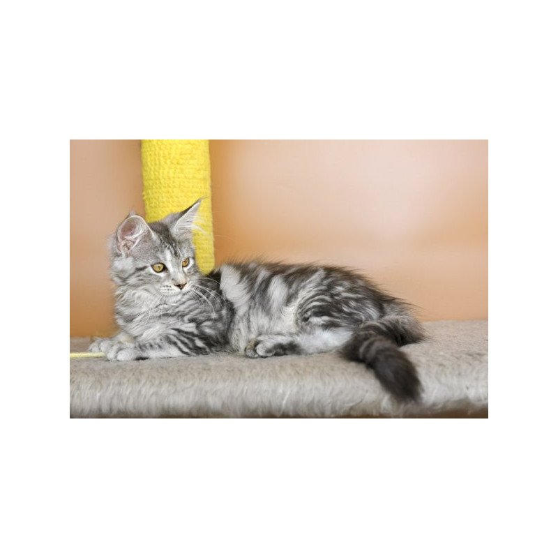 Maine Coon Alva Virginia