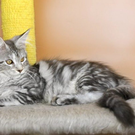 Maine Coon Alva Virginia