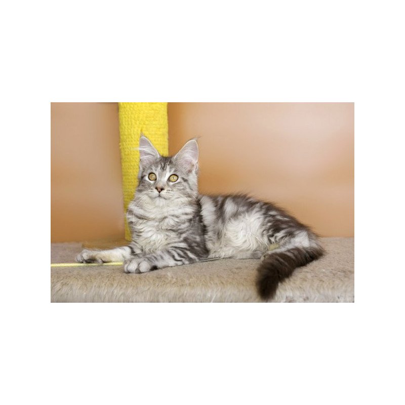Maine Coon Alva Virginia