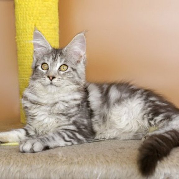 Maine Coon Alva Virginia