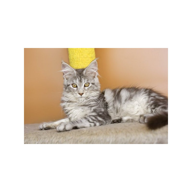 Maine Coon Alva Virginia