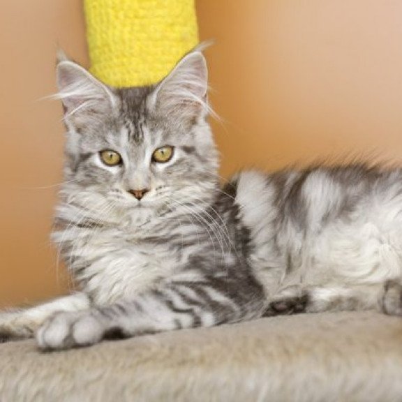 Maine Coon Alva Virginia