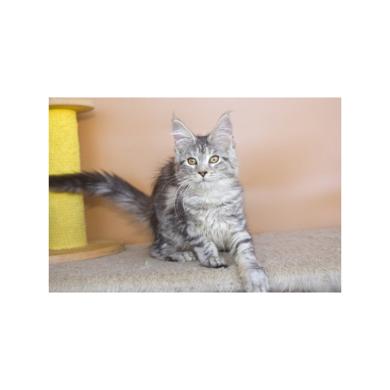 Maine Coon Alva Virginia