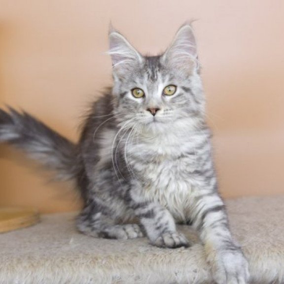 Maine Coon Alva Virginia