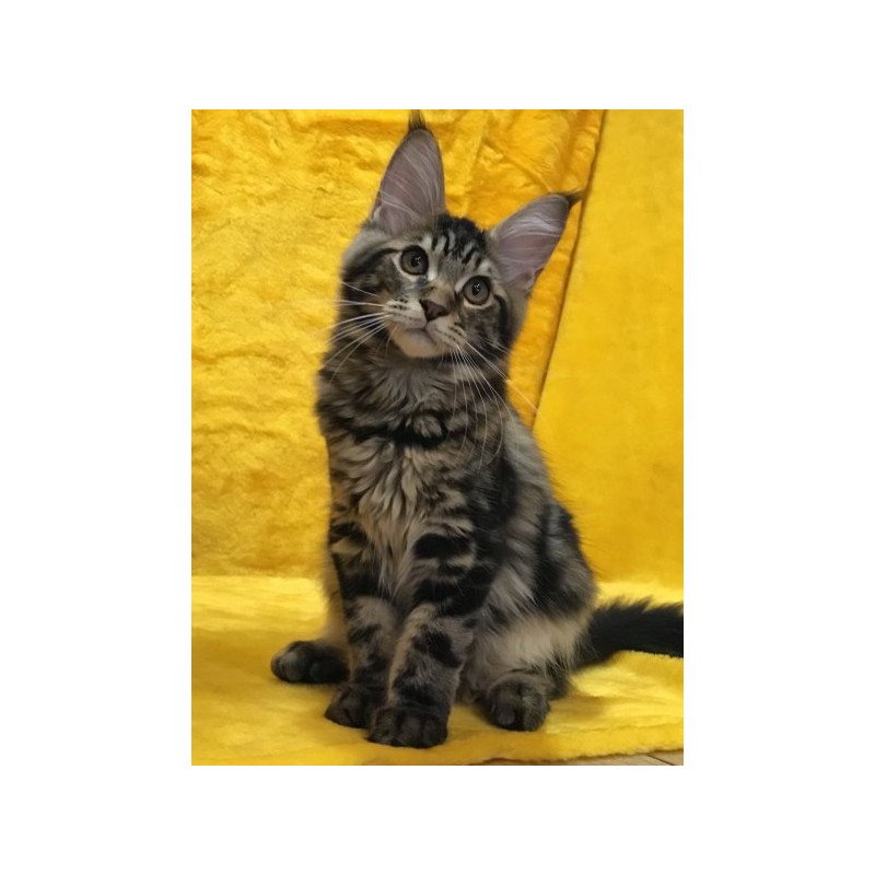 Maine Coon Alva Atos