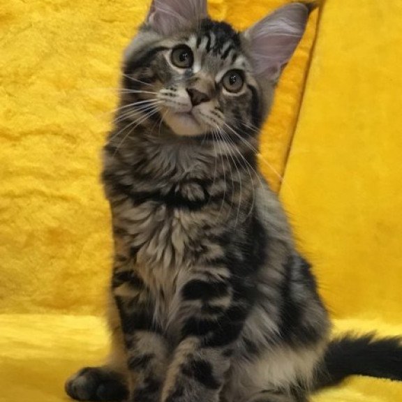 Maine Coon Alva Atos