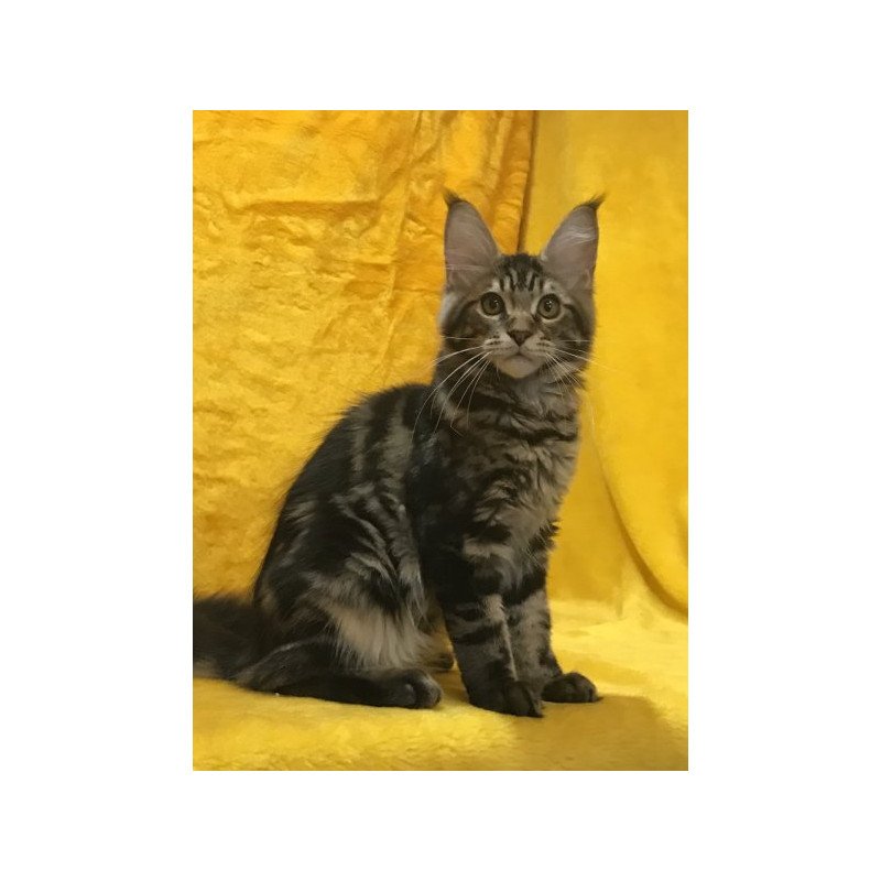 Maine Coon Alva Atos