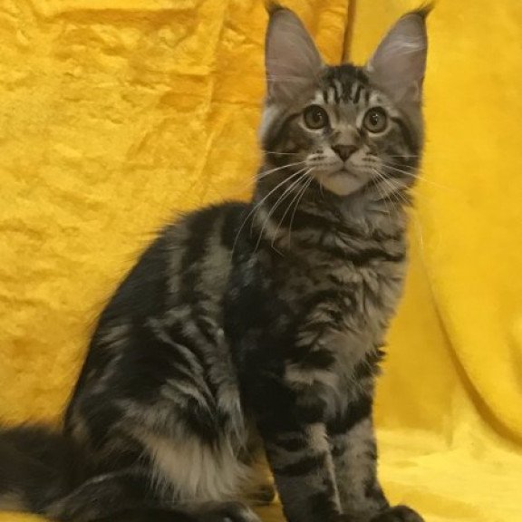 Maine Coon Alva Atos