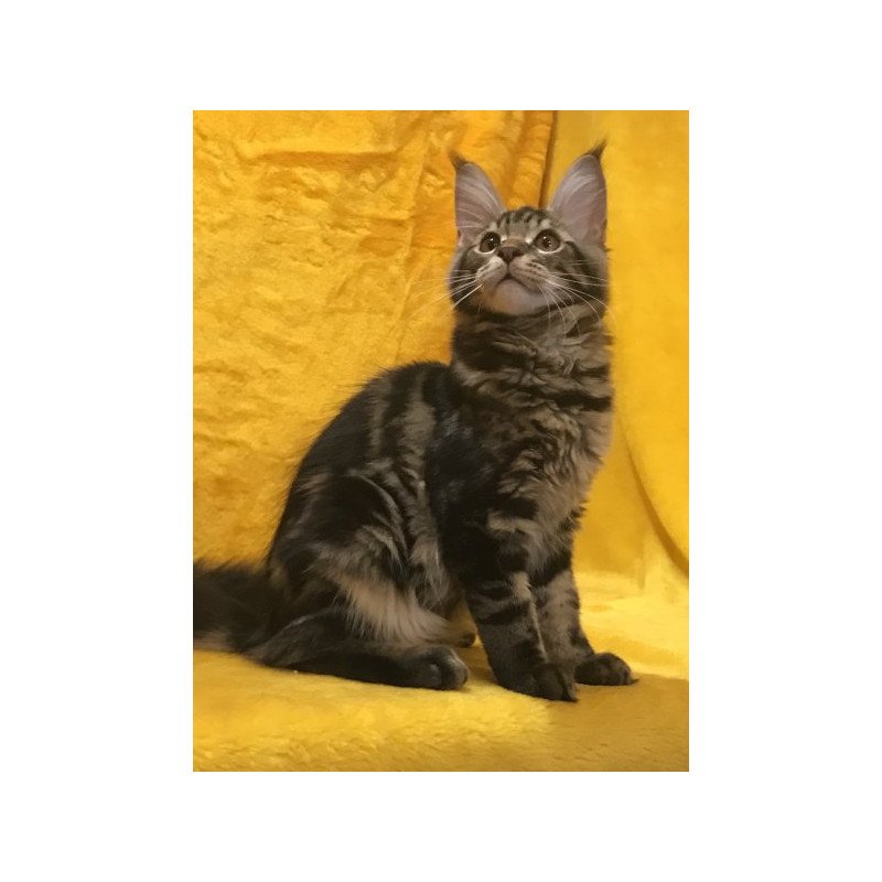 Maine Coon Alva Atos