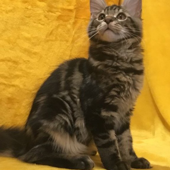 Maine Coon Alva Atos