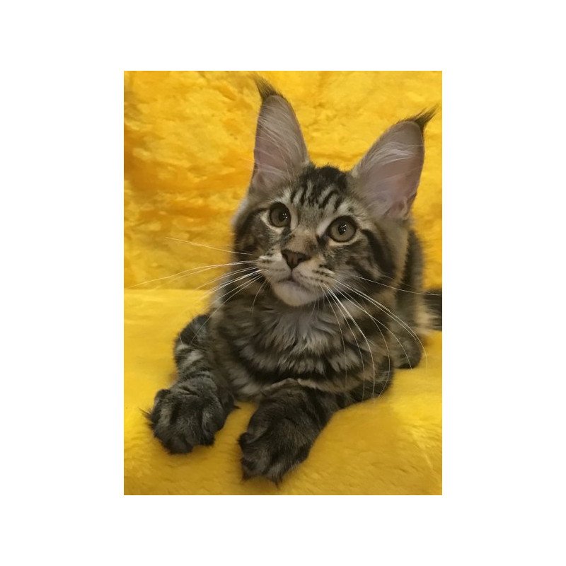 Maine Coon Alva Atos