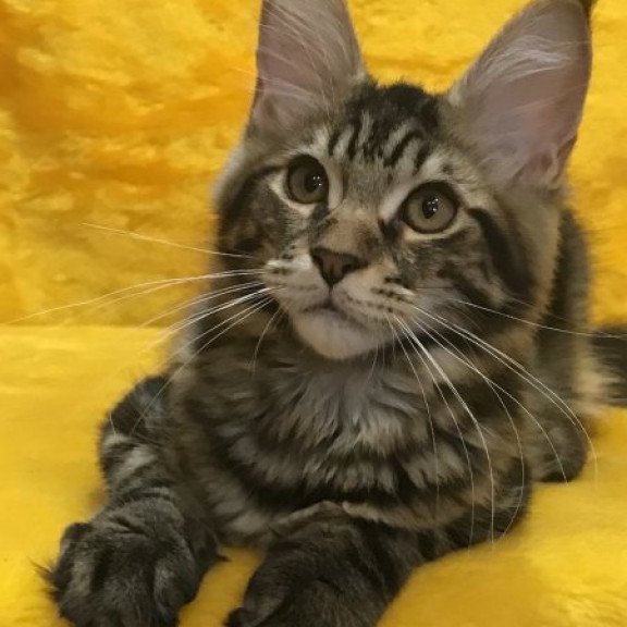 Maine Coon Alva Atos