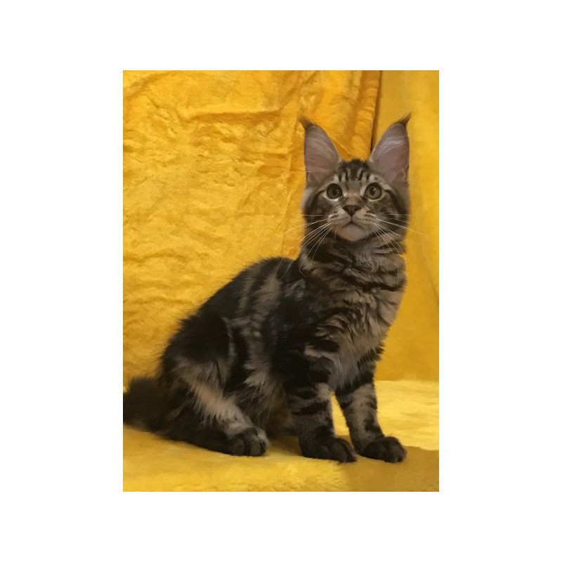 Maine Coon Alva Atos