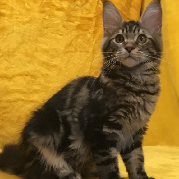 Maine Coon Alva Atos