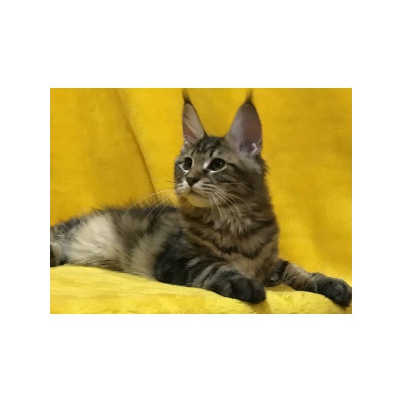 Maine Coon Alva Adel