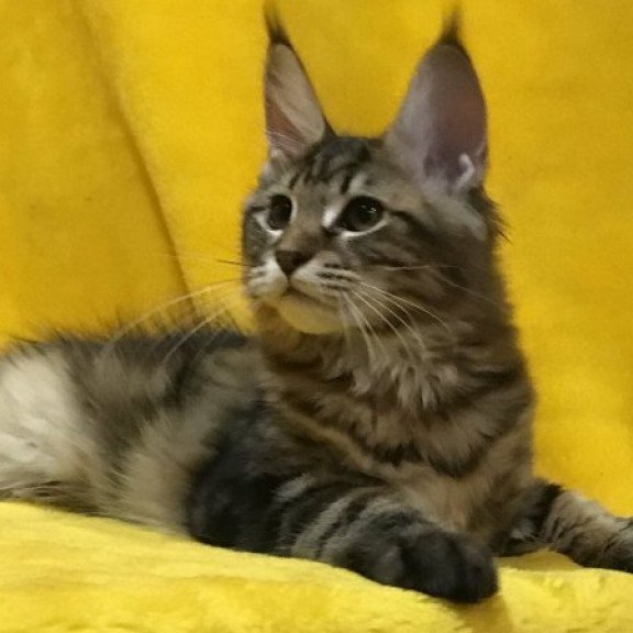 Maine Coon Alva Adel