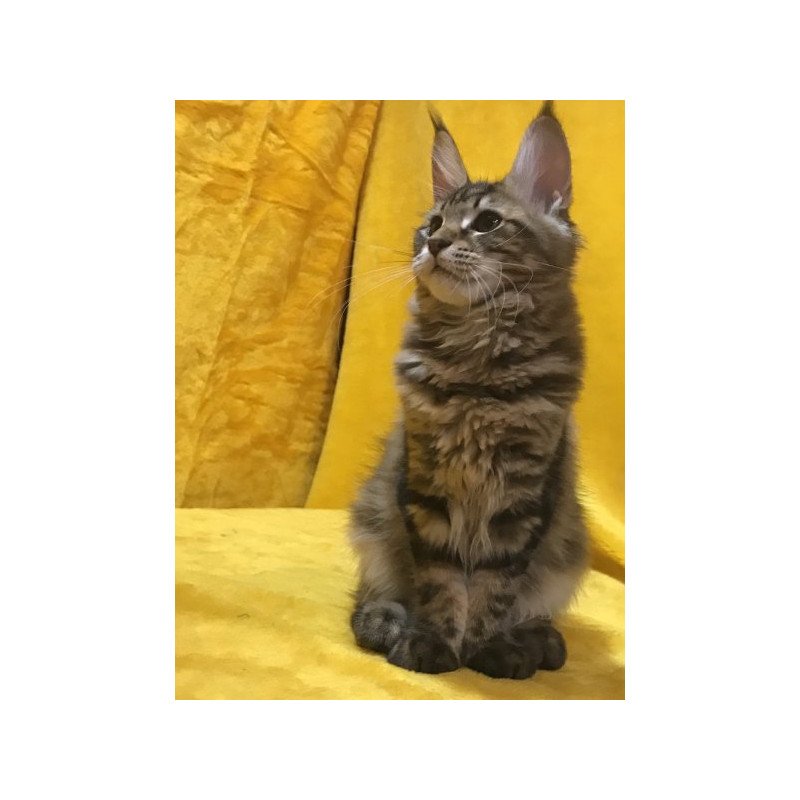 Maine Coon Alva Adel