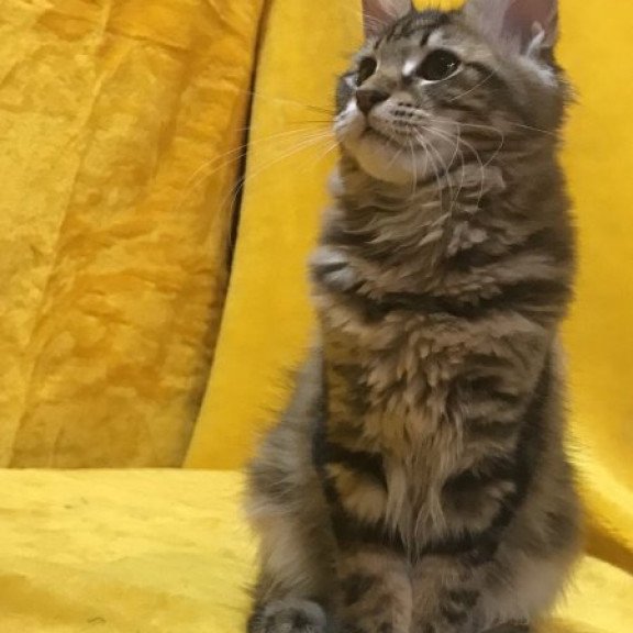 Maine Coon Alva Adel