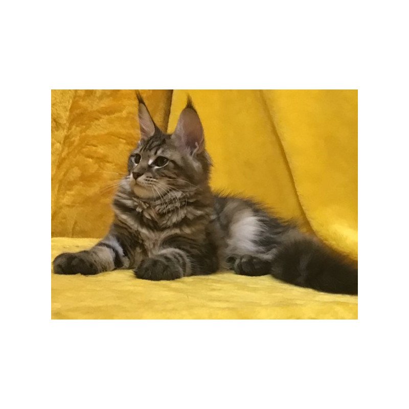 Maine Coon Alva Adel