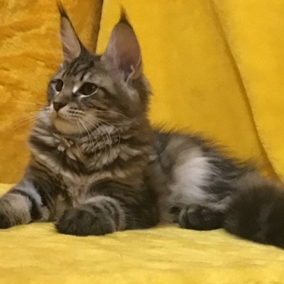 Maine Coon Alva Adel
