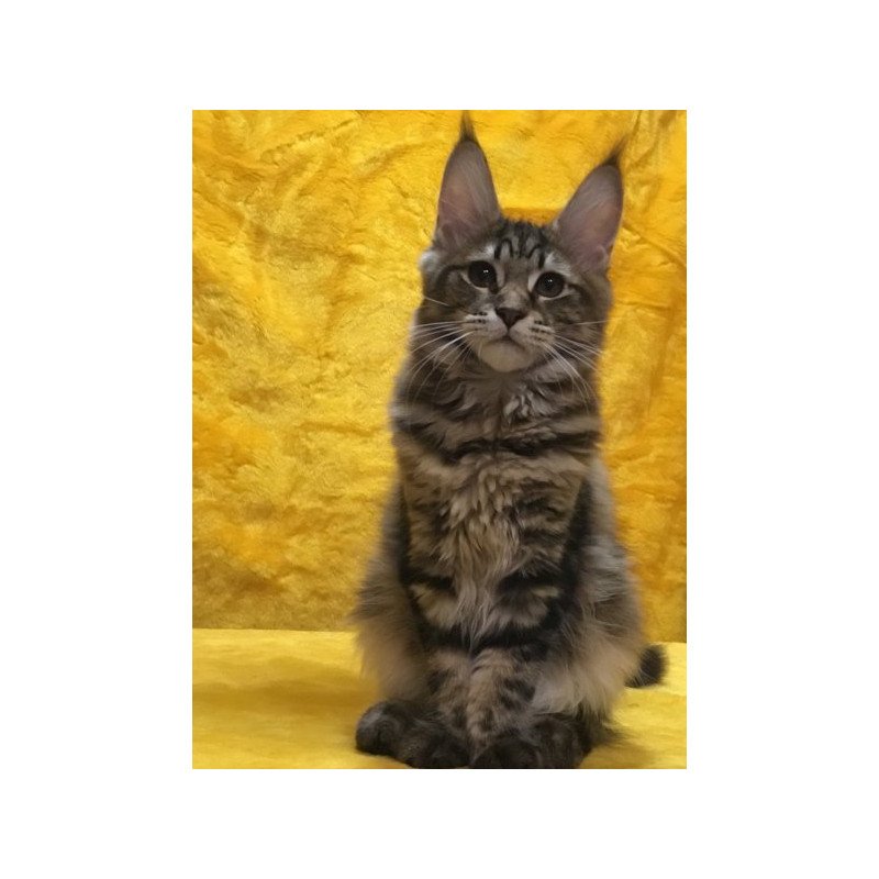 Maine Coon Alva Adel