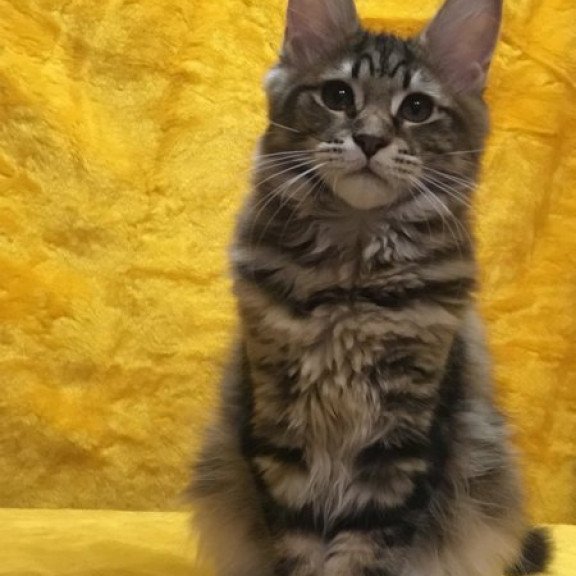 Maine Coon Alva Adel