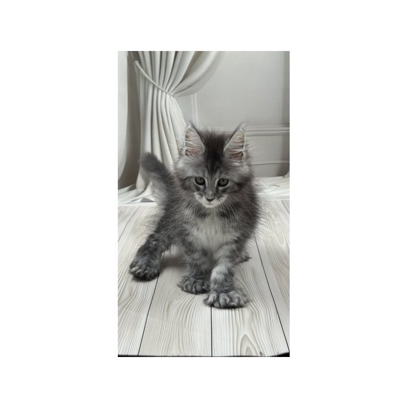 Maine Coon Alva Rich Polydactyl!