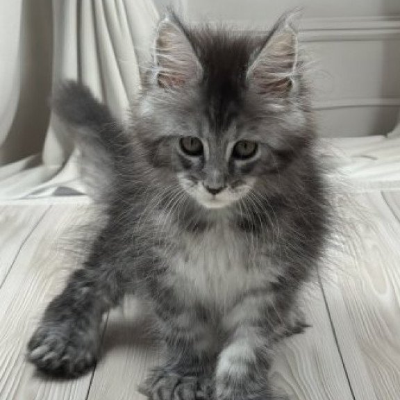 Maine Coon Alva Rich Polydactyl!