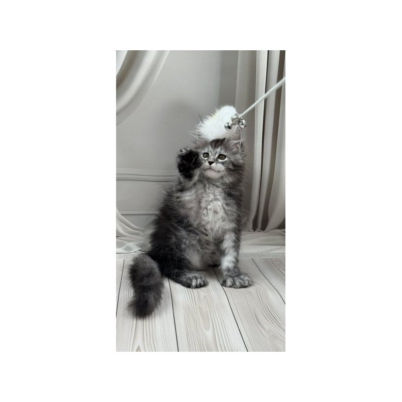 Maine Coon Alva Rich Polydactyl!