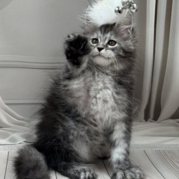 Maine Coon Alva Rich Polydactyl!