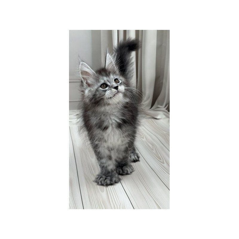 Maine Coon Alva Rich Polydactyl!
