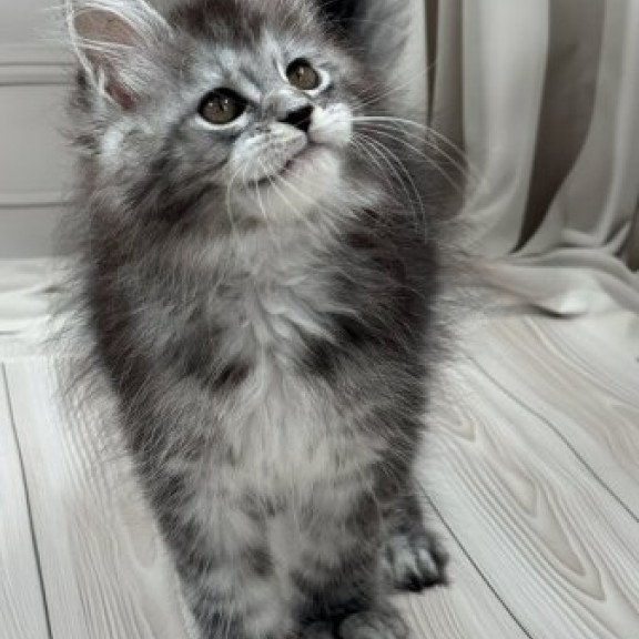 Maine Coon Alva Rich Polydactyl!