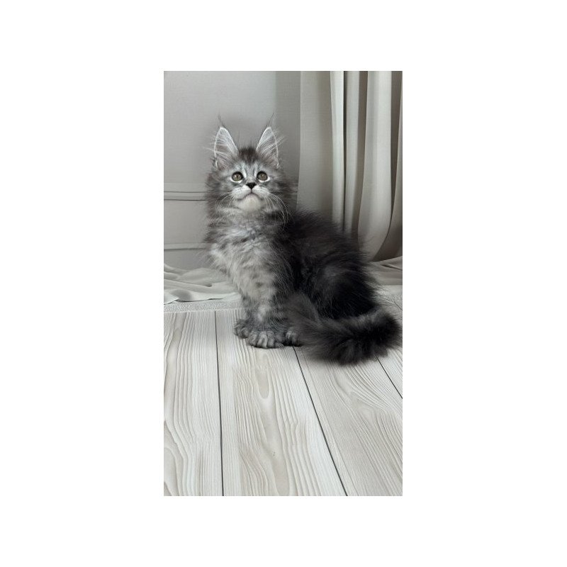 Maine Coon Alva Rich Polydactyl!