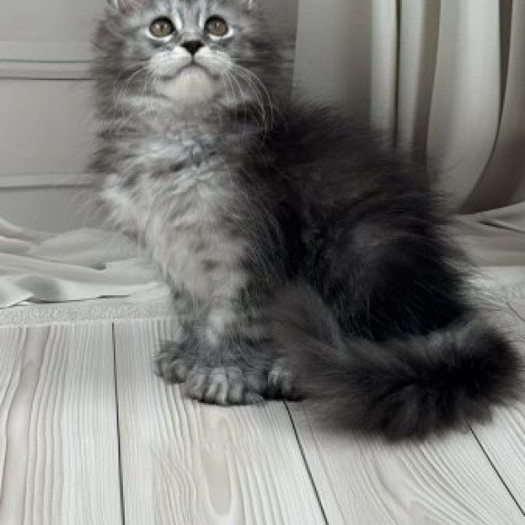 Maine Coon Alva Rich Polydactyl!