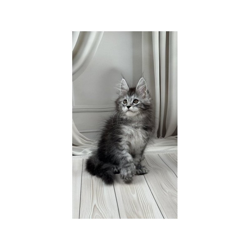 Maine Coon Alva Rich Polydactyl!