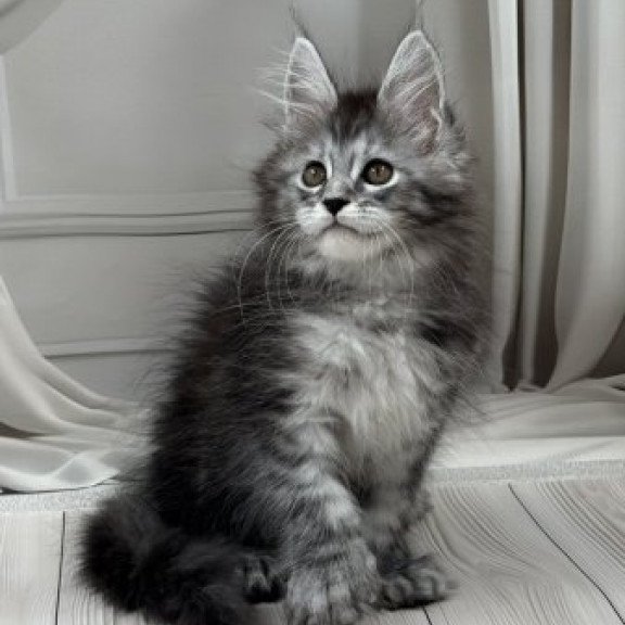 Maine Coon Alva Rich Polydactyl!