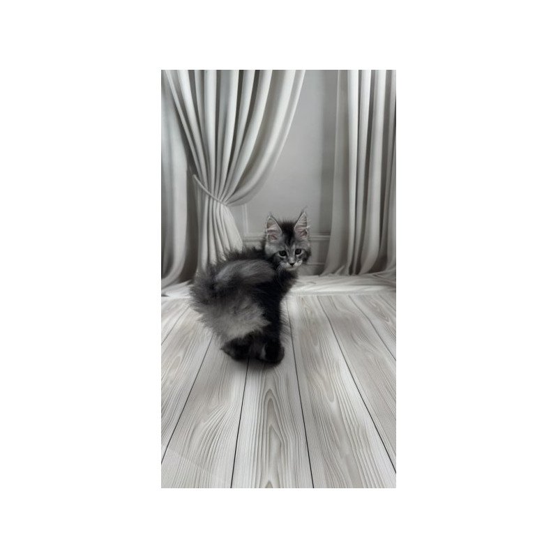 Maine Coon Alva Rich Polydactyl!