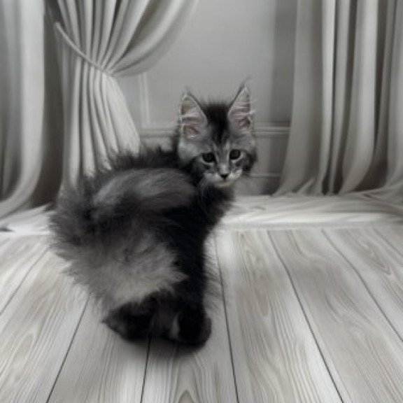 Maine Coon Alva Rich Polydactyl!