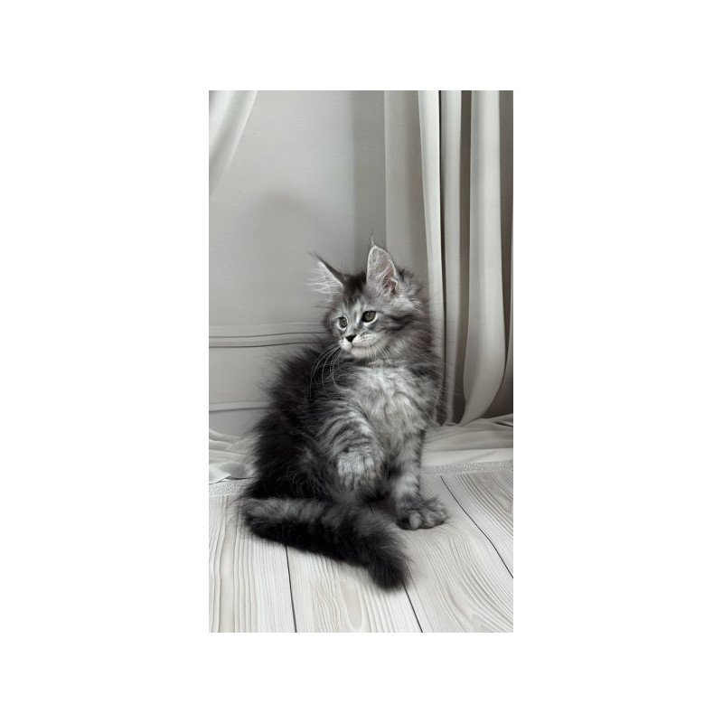 Maine Coon Alva Rich Polydactyl!