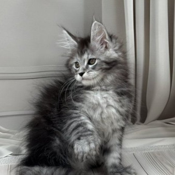 Maine Coon Alva Rich Polydactyl!