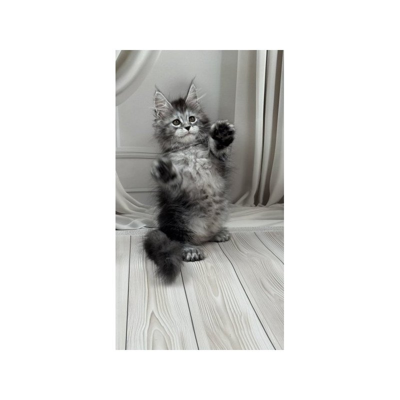 Maine Coon Alva Rich Polydactyl!
