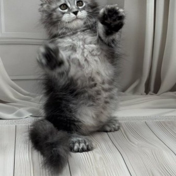 Maine Coon Alva Rich Polydactyl!