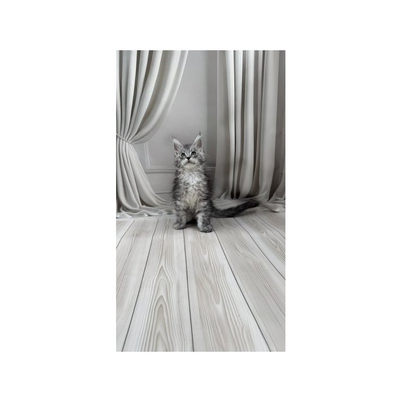 Maine Coon Alva Rayna
