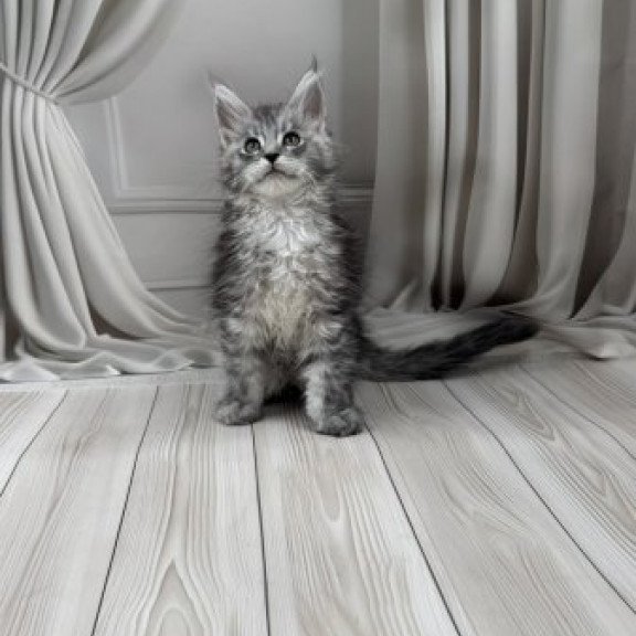Maine Coon Alva Rayna