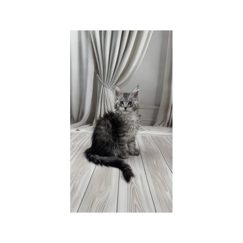 Maine Coon Alva Rayna