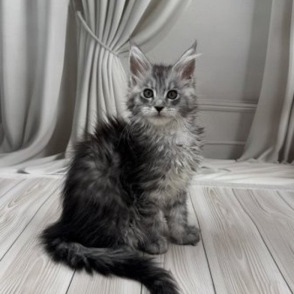 Maine Coon Alva Rayna