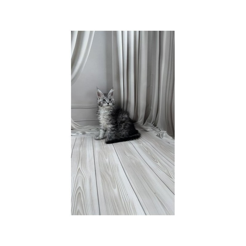 Maine Coon Alva Rayna