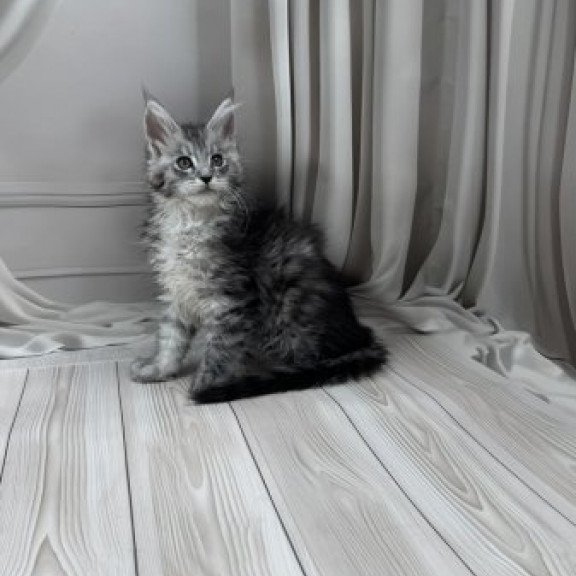 Maine Coon Alva Rayna